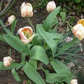 tulipe dutch fait  0441