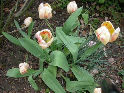 tulipe dutch fait  0441