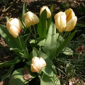 tulipe dutch fait 0398