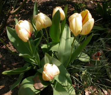 tulipe dutch fait 0398