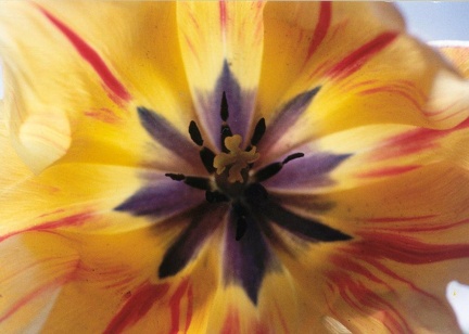 tulipe dutch fait