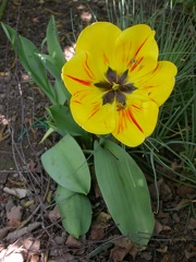 tulipe dutch fait4477