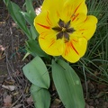 tulipe dutch fait4477