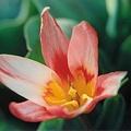 tulipe heart s delight