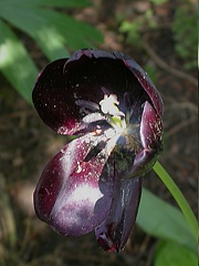 tulipe noire 4628
