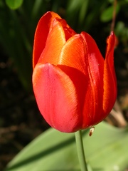 tulipe o  4541