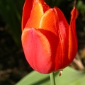 tulipe o  4541