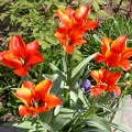 tulipe o 0537