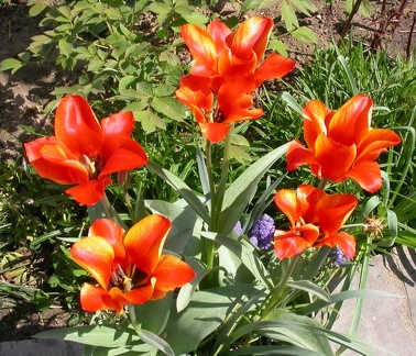 tulipe o 0537