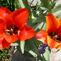 tulipe o 0538