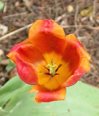 tulipe o 4595