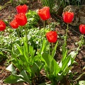  tulipe r f 509