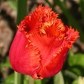 tulipe r f 4540