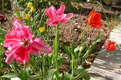 tulipe rose et rose 0488