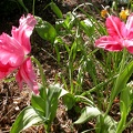 tulipe rose et rose 0491