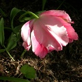 tulipe rose et rose 0867