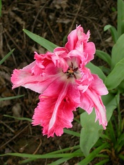 tulipe rose et rose 4597