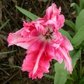tulipe rose et rose 4597