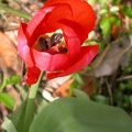 tulipe rouge 4387