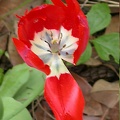 tulipe rouge 4590