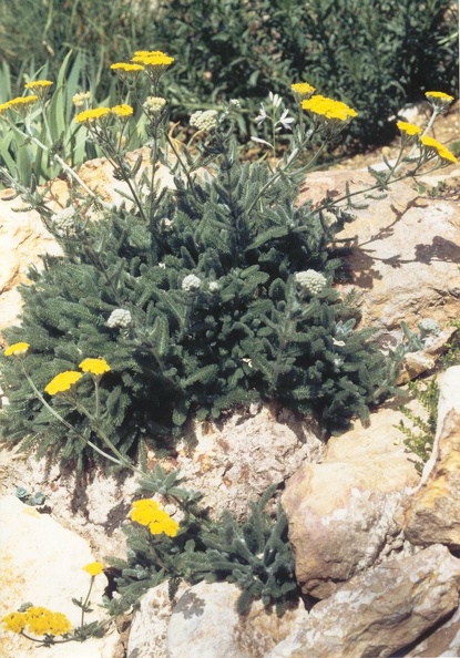 achille tomentosa aurea