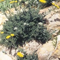 achille tomentosa aurea