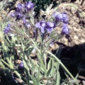 anchusa azurea