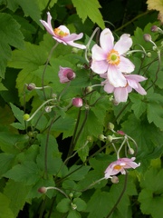 anemone du japon 2936