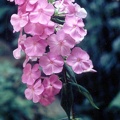 phlox rosalinde