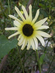 tournesol 2823