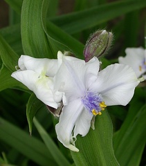 tradescantia 5427