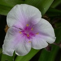 tradescantia 5464