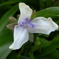 tradescantia x and osprey 0155