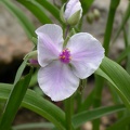 tradescantia x and osprey 5013