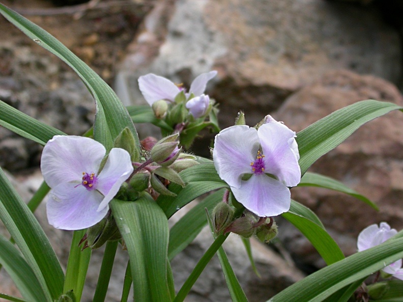 tradescantia x and osprey 5014