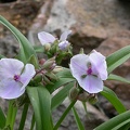 tradescantia x and osprey 5014