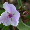 tradescantia x and osprey 5015