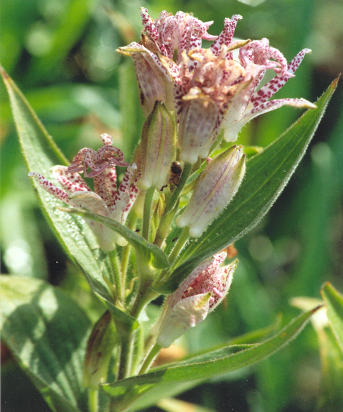 tricyrtis for