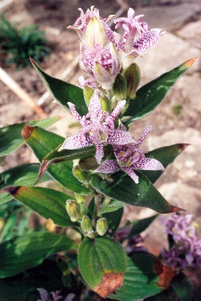 tricyrtis form