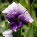 violette  0390