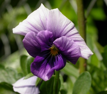 violette  0390