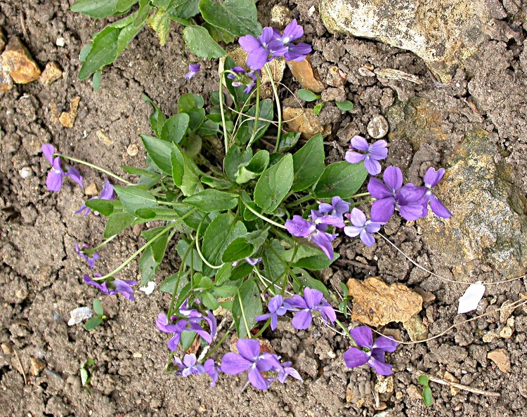 violette  4436