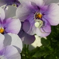 violette 0889