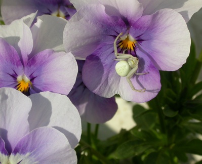 violette 0889