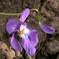 violette 4423