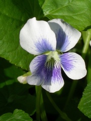 violette 4491