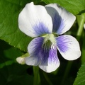 violette 4491