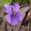 violette bleue 3707