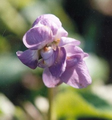 violette de toulouse