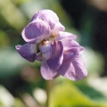 violette de toulouse